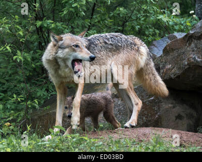 Gray wolf pup peeking out between the legs of an adult wolf, near Sandstone, Minnesota, USA Stock Photo