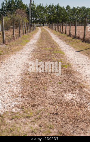 A long lane, one lane road.  There is a fence on both sides and an stand of trees at the end. Stock Photo