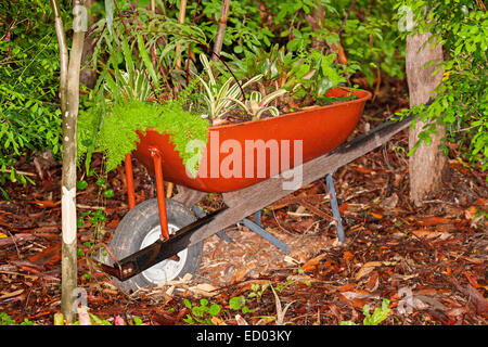 Red / brown garden wheelbarrow planted with collection of bromeliads and ferns among trees  in sub-tropical garden Stock Photo