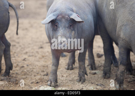 Black Iberian pigs running free. Badajoz province, Extremadura, Spain Stock Photo