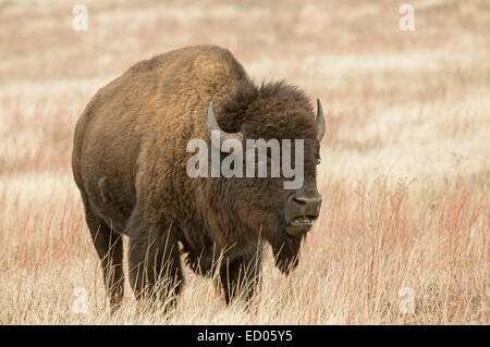 bison or American buffalo in prairie field with open mouth Stock Photo