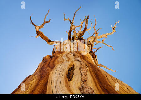 view up at a dead weathered pine tree with a few branches and blue sky background Stock Photo
