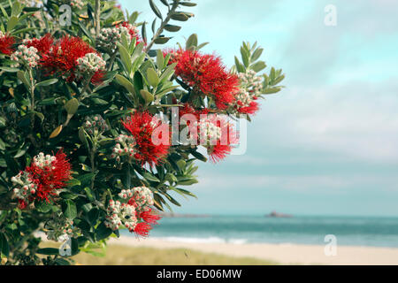 Pohutukawa tree red flowers sandy beach at Mount Maunganui, New Zealand Stock Photo