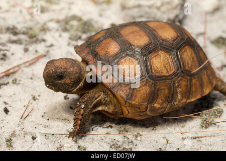 Baby Florida Gopher Tortoise - Gopherus polyphemus - eating plants and ...