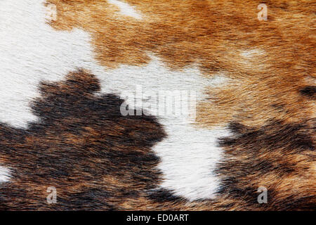 close up of cowhide background Stock Photo