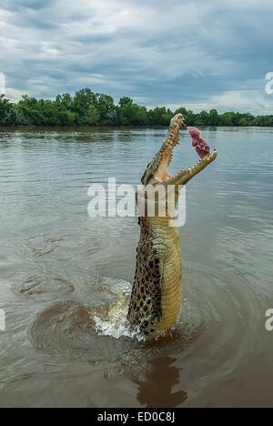 Crocodile jumping for a pork chop on the Adelaide River Jumping Crocodile  Cruise in Darwin, Northern Territory Stock Photo - Alamy