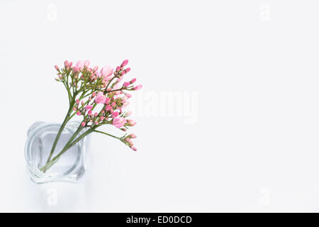 Pink flowers in glass vase Stock Photo