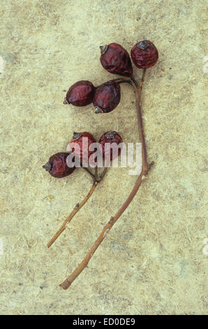 Two small stems of hips of Dog rose or Rosa canina becoming dark red and wrinkled lying on rough antique card Stock Photo