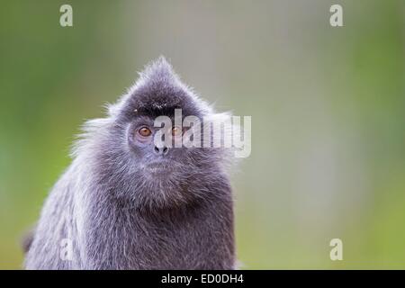 Malaysia Sabah state Labuk Bay Silvery lutung or silvered leaf monkey or the silvery langur or Silver leaf monkey Stock Photo