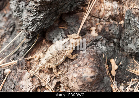 USA, Arizona, Horned lizard on tree trunk Stock Photo