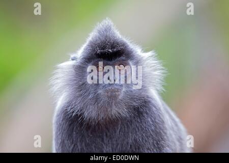 Malaysia Sabah state Labuk Bay Silvery lutung or silvered leaf monkey or the silvery langur or Silver leaf monkey Stock Photo