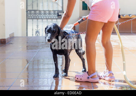 Girl standing outdoors washing her dog, Andalusia, Spain Stock Photo