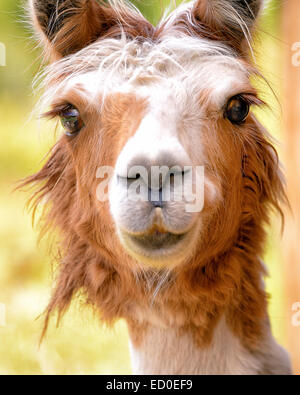 Portrait of llama Stock Photo