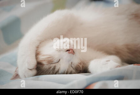 Close-up of sleeping cat Stock Photo