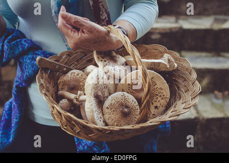 Senior woman holding basket of freshly picked parasol mushrooms
