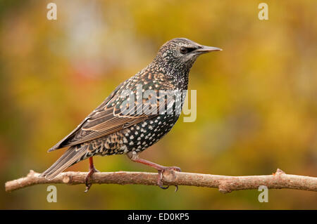Adult Starling perching on a Hazel branch Stock Photo