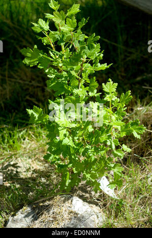 Gooseberry, Ribes uva-crispa, ‘Invicta’ in sunshine within a scottish garden Stock Photo