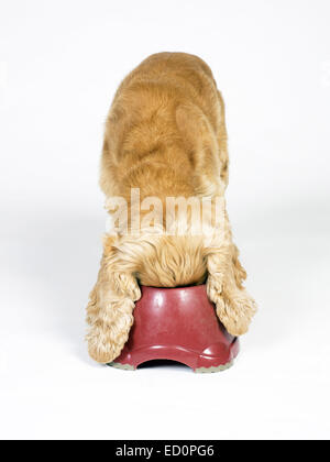 Honey coloured cocker spaniel feeding from deep red dog bowl Stock Photo