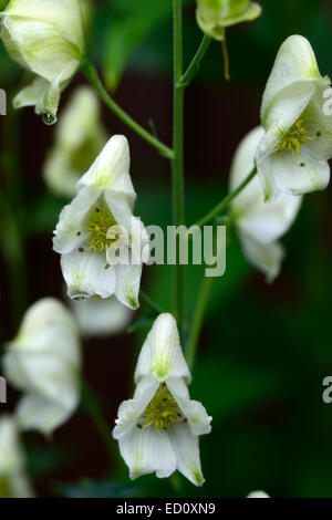 Aconitum lycoctonum syn septentrionale Ivorine white flowers flower northern wolfsbane monks hood poisonous RM Floral Stock Photo