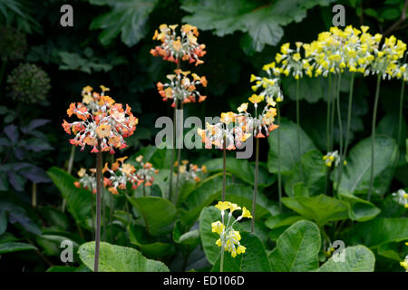 primula florindae orange yellow mix mixed flower flowers flowering Giant cowslip  Tibetan scented perennial RM Floral Stock Photo