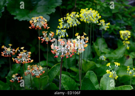 primula florindae orange yellow mix mixed flower flowers flowering Giant cowslip  Tibetan scented perennial RM Floral Stock Photo