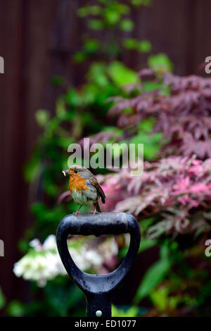 Robin Erithacus rubecula sit sitting perch perched spade shovel handle ...