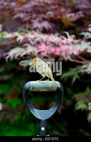 Robin Erithacus rubecula sit sitting perch perched spade shovel handle ...