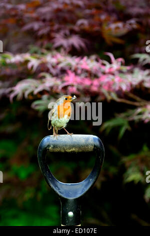 Robin Erithacus rubecula sit sitting perch perched spade shovel handle ...