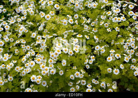 Tanacetum parthenium syn chrysanthemum feverfew closeups white yellow flowers flowering herbal herbs medicinal RM Floral Stock Photo