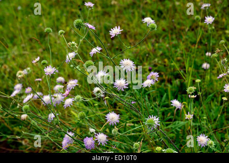 wild scabious Succisa pratensis Devil's-bit Scabious lilac wildflower wildflowers flower flowers flowering meadow RM Floral Stock Photo