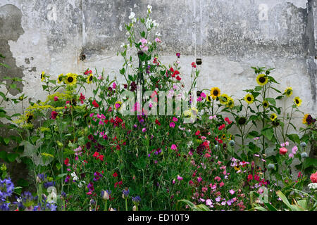 wildflowers sunflowers sweet peas wildlife friendly planting scheme small bed border against wall garden gardening RM Floral Stock Photo