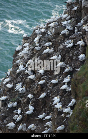 Magnificent Gannets at Troup Head in Aberdeenshire where over 150000 breeding birds visit during the summer months Stock Photo