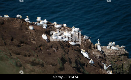 Magnificent Gannets at Troup Head in Aberdeenshire where over 150000 breeding birds visit during the summer months Stock Photo