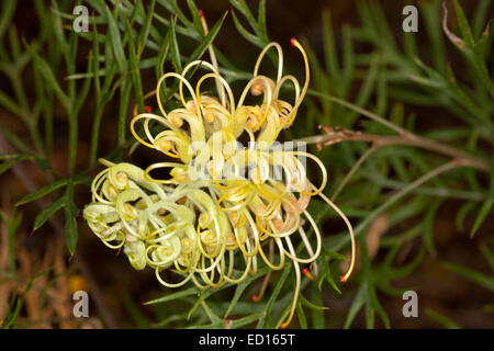Spectacular pale yellow flower of Grevillea Peaches & Cream, Australian native plant, against background of emerald green leaves Stock Photo