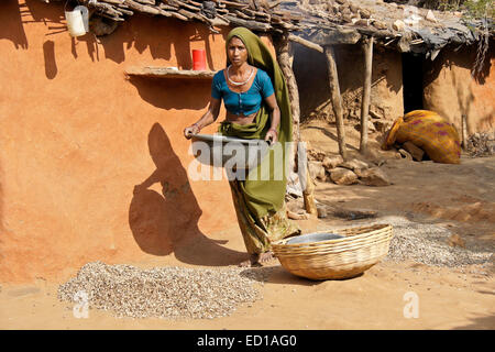 Woman of Adivasi tribe cleaning beans in village near Poshina, Gujarat, India Stock Photo