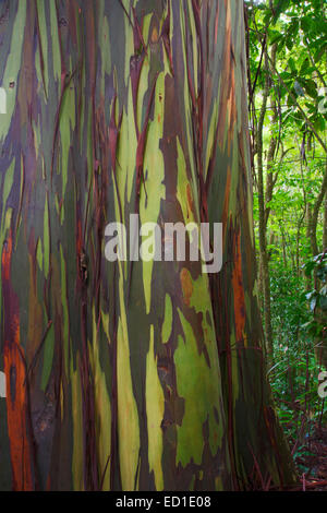 Colorful Eucalyptus Trees along the Hana Highway,Maui, Hawaii. Stock Photo
