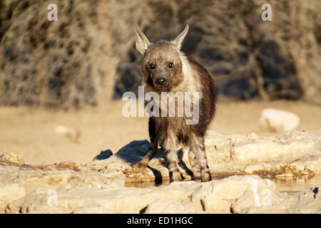 Brown Hyena Parahyaena brunnea drinking at a waterhole Kgalagadi Transfrontier National Park South Africa Stock Photo