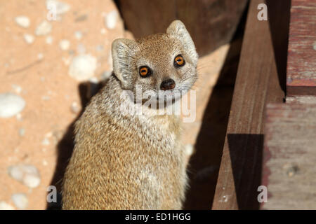 Yellow Mongoose Cynicitis Penicillata in the Kalahari desert Kgalagadi Transfrontier National Park Northern Cape South Africa Stock Photo