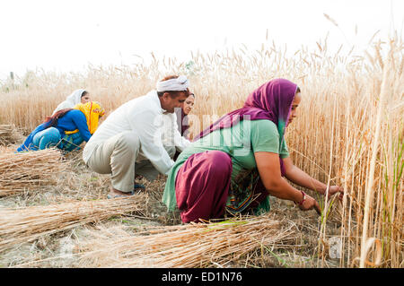 indian Village rural farmer family Cutting Wheat Stock Photo