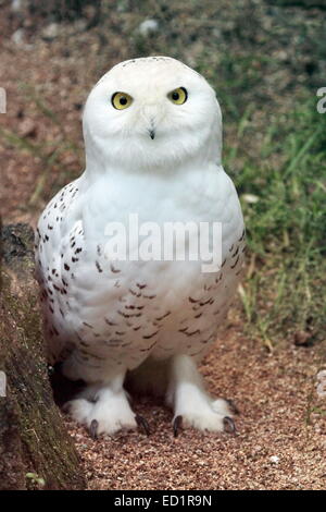 Snowy (bubo scandiacus) arctic, great white, icelandic snow owl from northern Europe standing in the ground