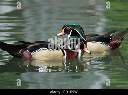 Two male wood ducks (aix sponsa) swimming in blue water Stock Photo