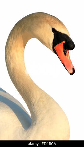 Portrait of mute swan (cygnus olor) isolated on white Stock Photo