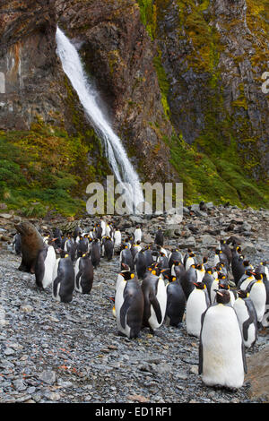 Antarctic fur seal (Arctocephalus gazella) and King penguins (Aptenodytes patagonicus), Hercules Bay, South Georgia, Antarctica. Stock Photo