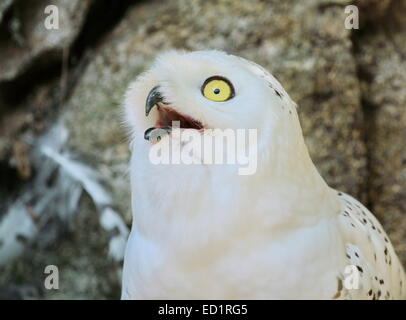 Portrait of snowy (bubo scandiacus) arctic, great white, icelandic snow owl from northern Europe looking aside beak open