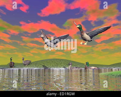 Mallard ducks couple, anas boschas, landing on a lake, others swimming and resting, sunset colorful sky Stock Photo