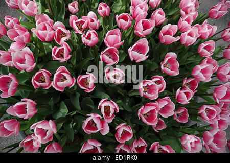 Pink and white tulips seen from above Stock Photo