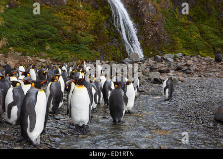 King penguins (Aptenodytes patagonicus), Hercules Bay, South Georgia, Antarctica. Stock Photo