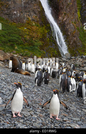 King penguins, macaroni penguins and Antarctic fur seal, Hercules Bay, South Georgia Island, Antarctica Stock Photo