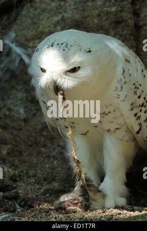 Snowy (bubo scandiacus) arctic, great white, icelandic snow owl from northern Europe eating