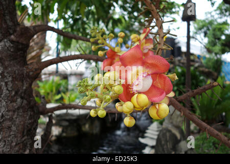 Flower of Cannonball tree, Couroupita guianensis, in buddhist temple, Bangkok, Thailand, Southeast Asia. Stock Photo